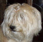 Macia - Bichon Havanais (6 ans)