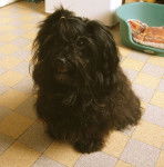 Bichon havanais, Melody - Bichon Havanais