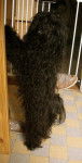 Bichon havanais, Melody - Bichon Havanais