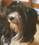 Aïcha - Bichon Havanais