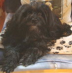 Mélody - Bichon Havanais