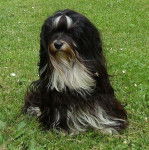 Joker - Bichon Havanais