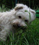 Odana Bichon Havanais - Bichon Havanais