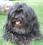 Melody, Bichon Havanais de 5 ans - Bichon Havanais (5 ans)