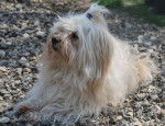 Gauguin, Havanaise Fauve clair de 3 ans - Bichon Havanais (3 ans)