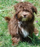 Jade 5 mois Havanaise chocolat - Bichon Havanais (5 mois)