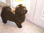 Daya Bichon havanais Havana Brown - Bichon Havanais