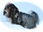 Aïcha, bichon havanais âgé de 3 ans et demi - Bichon Havanais (3 ans et demi)