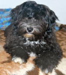 Jazz, Bichon Havanais 5 mois - Bichon Havanais