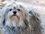 Hélys, Bichon Havanais 3 ans et demi - Bichon Havanais (3 ans et demi)