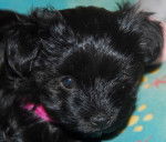 Kenzi, 5 semaines, Bichon Havanais - Bichon Havanais