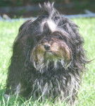 Mookie, Bichon Havanais Black and Silver, 16 mois - Bichon Havanais (1 an et 4 mois)