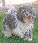 Aïcha, Bichon Havanais, 5 ans et demi - Bichon Havanais (5 ans et demi)