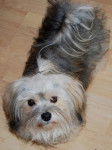 Hélys, bichon havanais beige charbonné de 5 ans - Bichon Havanais (5 ans)