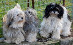 Hélys beige charbonné, 5 ans et Lutine blanc-noir - Bichon Havanais (5 ans)