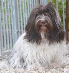 Douceur chocolatée bicolore - Bichon Havanais