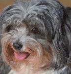 Aicha, au regard si expressif - Bichon Havanais