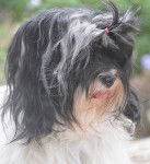 La petite bouille d'amour de Lutine - Bichon Havanais