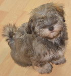 Eole et toute sa candeur de poupon - Bichon Havanais