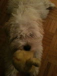 Indy - Bichon Havanais Mâle (2 ans)