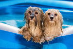 Deux Bichons Havannais s'amusent dans une piscine gonflable