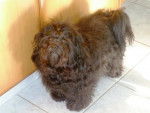 Daya , bichon havanais, couleur Havana Brown - Bichon Havanais