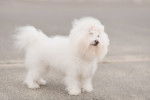 Un Bichon Havanais blanc