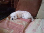 praline - Bichon Havanais Femelle (3 mois)