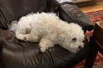 Un Bichon Havanais allongé sur un canapé