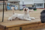 Un Bichon Havanais allongé sur un parquet