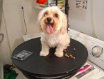 Un Bichon Havanais assis et tirant la langue