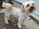 Un Bichon Havanais sur un tapis et ayant la gueule ouverte