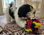 Un Bichon Havanais jouant avec un ballon sur un lit