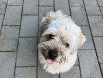 Un Bichon Havanais assis sur un sol pavé