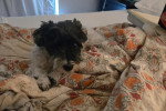 Un Bichon Havanais allongé sur un lit