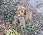Un Bichon Havanais assis sur des fleurs et portant un harnais