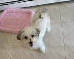 Un Bichon Havanais sur un sol carrelé et regardant vers la caméra