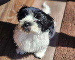 Un Bichon Havanais assis sur un plancher