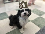 Un Bichon Havanais assis et regardant vers la caméra