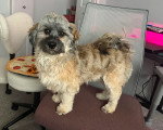 Un Bichon Havanais assis sur un fauteuil