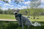 Un Bichon Havanais assis sur un terrain herbeux et tenu en laisse