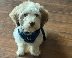 Un Bichon Havanais assis sur un parquet
