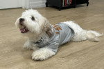 Un Bichon Havanais allongé sur un parquet et portant un habit pour chien