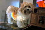 Un Bichon Havanais sur une table