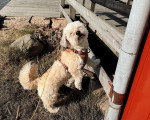 Un Bichon Havanais portant un harnais et regardant vers la caméra
