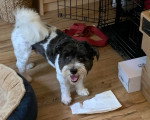 Un Bichon Havanais sur un parquet