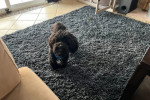 Un Bichon Havanais marchant sur un tapis et portant un foulard autour du cou 