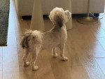 Un Bichon Havanais sur un parquet en bois