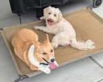 Un Bichon Havanais allongé sur un brancard à côté d'un autre chien 