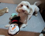 Un Bichon Havanais allongé sur un brancard